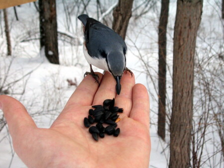 Голодная птичка