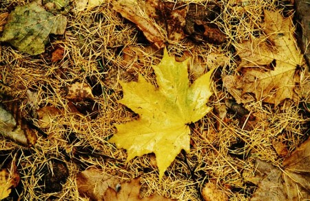 Теряет лес осенний свой наряд