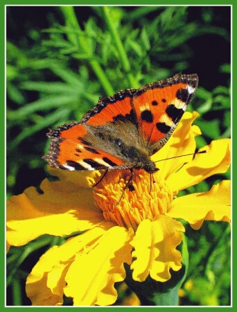 Nymphalis polychloros-многоцветница