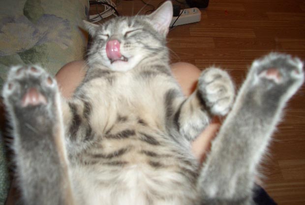 кошка :)