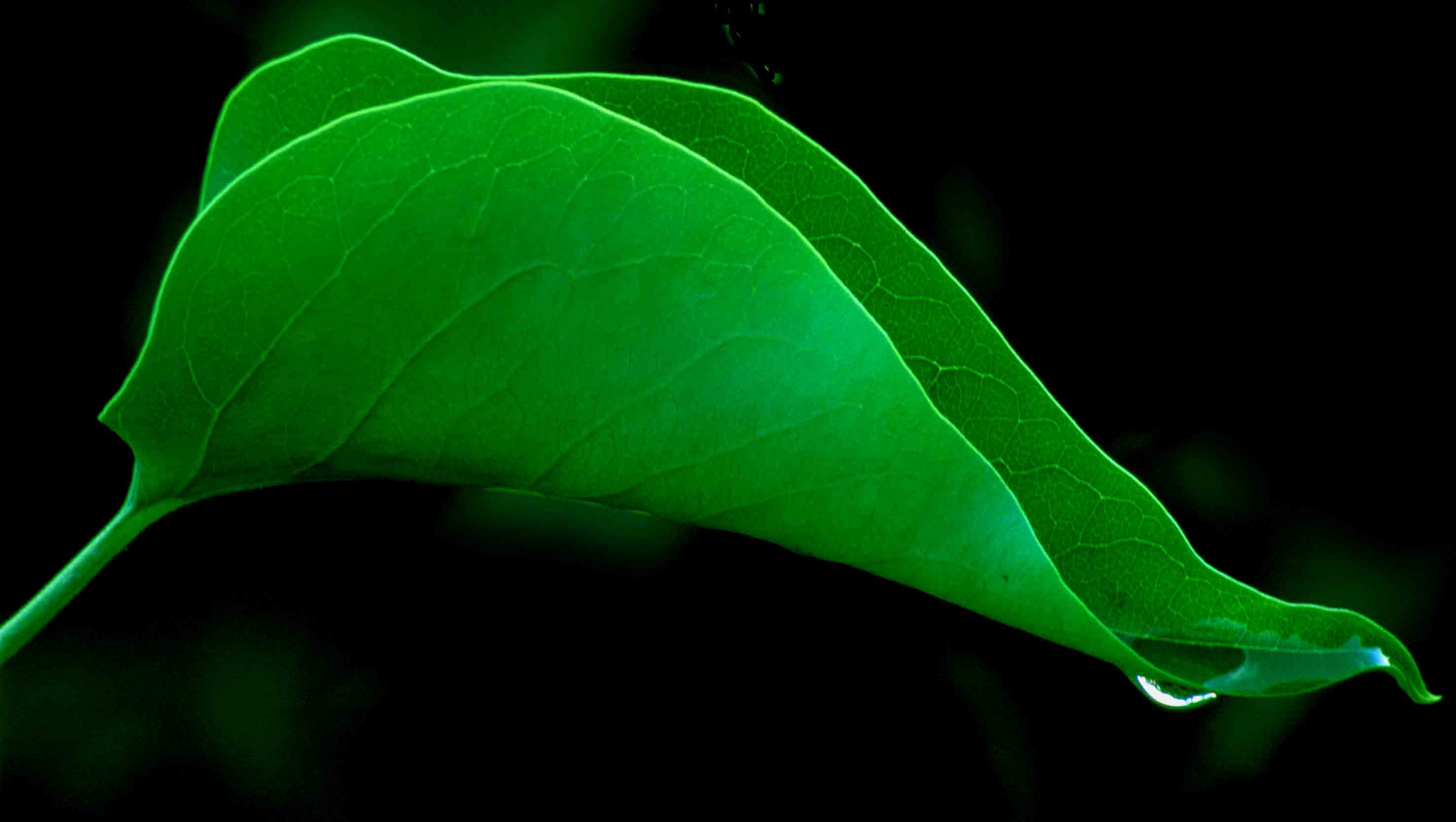 leaf