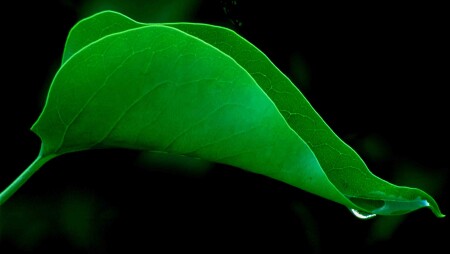 leaf