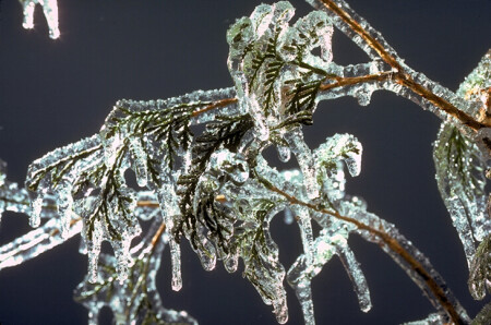 ПОСЛЕДНИЕ СЛЁЗЫ УХОДЯЩЕЙ ЗИМЫ