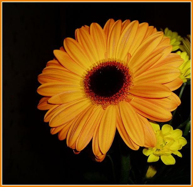 Herbera