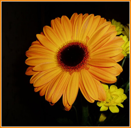 Herbera
