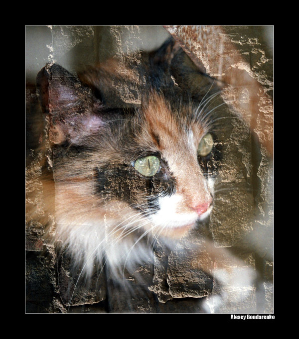 ИЗ СЕРИИ &quot;ПОРТРЕТЫ КОШЕК&quot; / CAT's portraits series | | 
