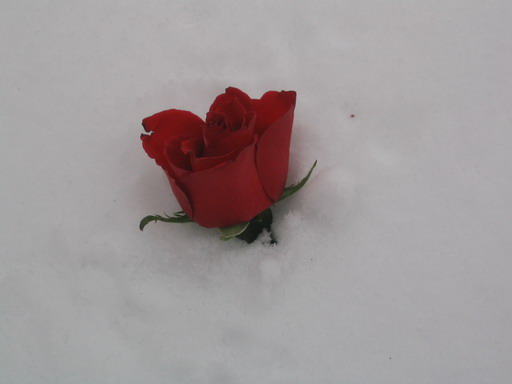 Just rose in the snow...