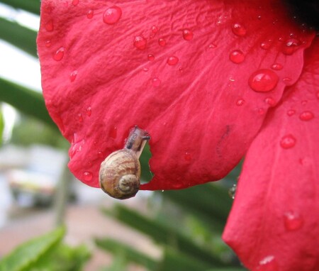 Такая маленькая на таком большом