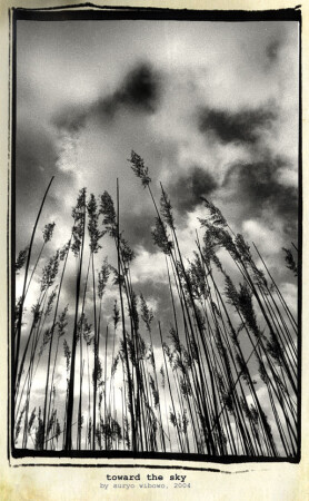 toward the sky