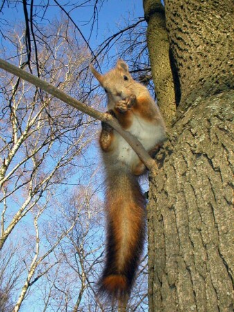 Случайно замеченная белочка 