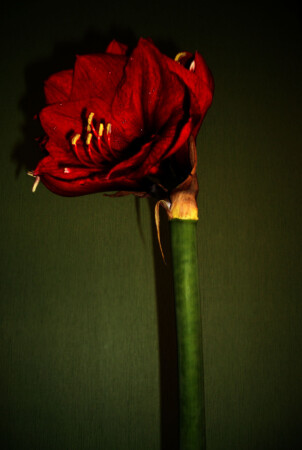 безымянный цветок