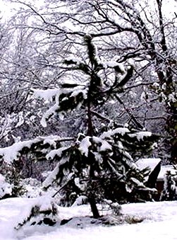 Танцующая от радости елочка