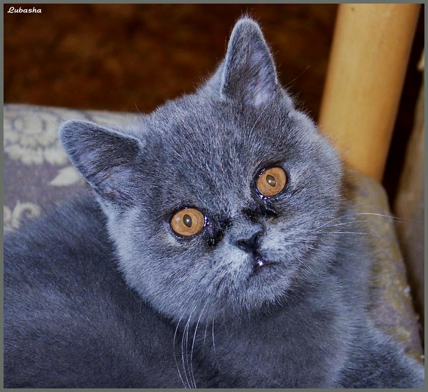 Мартовский Кот.