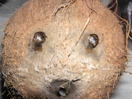 Вышел ёжик из тумана...