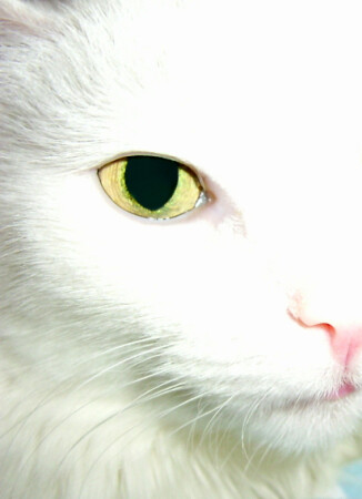 ..Snowflake..