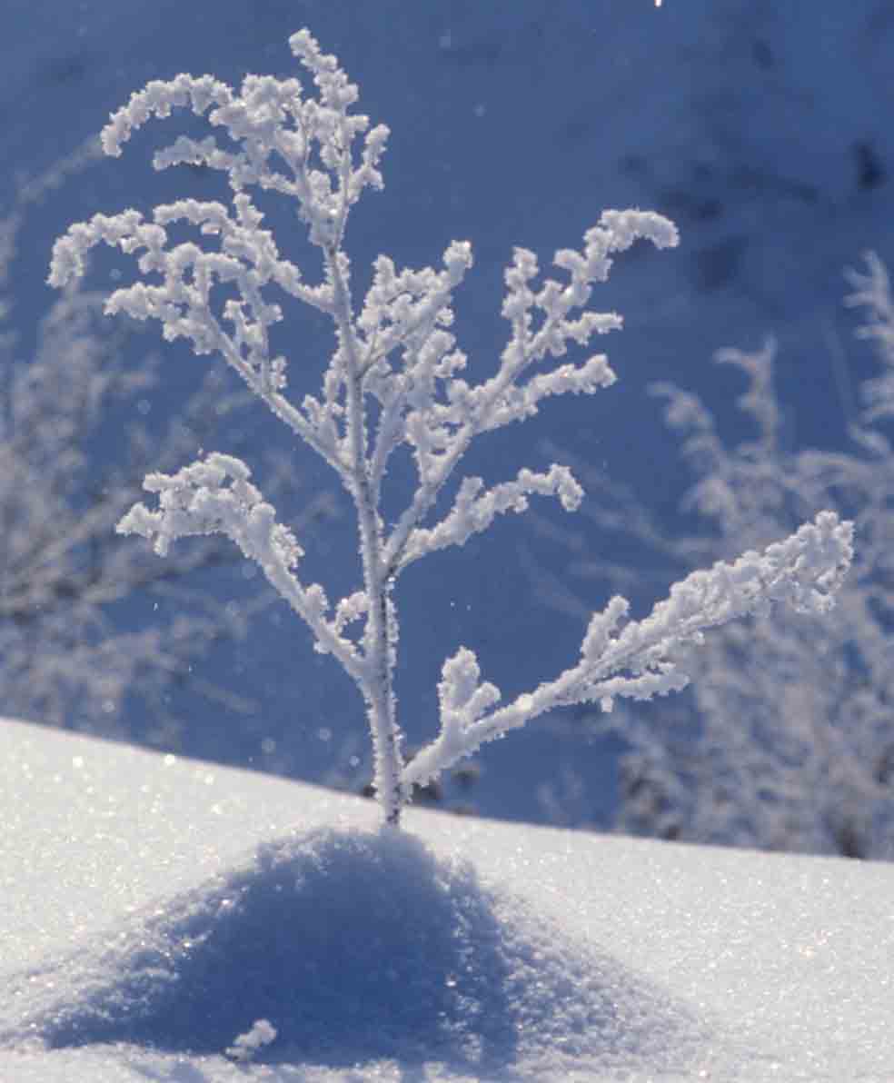 ice herb 2