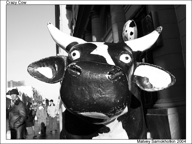 Crazy Cow