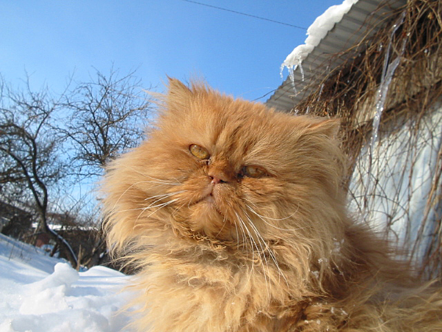 Портрет мартовского кота...