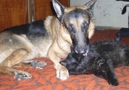 Заботливый друг