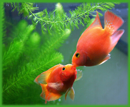 Fish Love