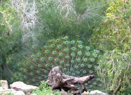 Замаскировался