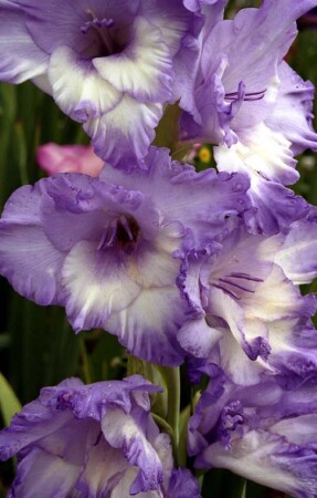 С праздником!