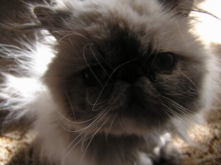 Усато-волосатое