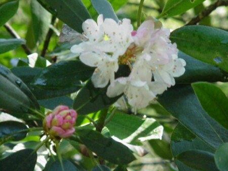 Дикие Родедроны