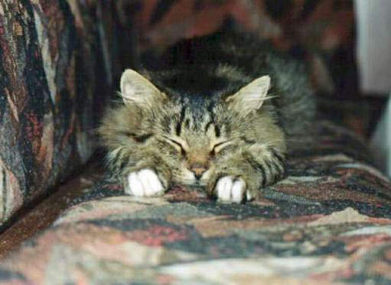 Кот