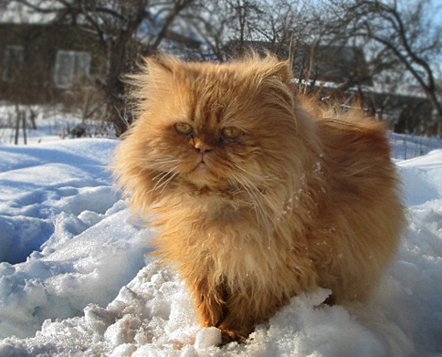 Вижу цель!