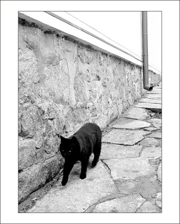 Кошачье-трубный этюд