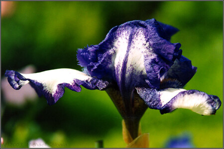 Blue Dragon :)))