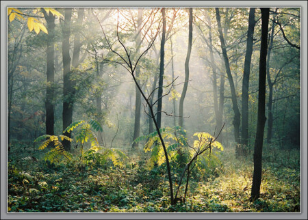 ...как свет играет в лесу