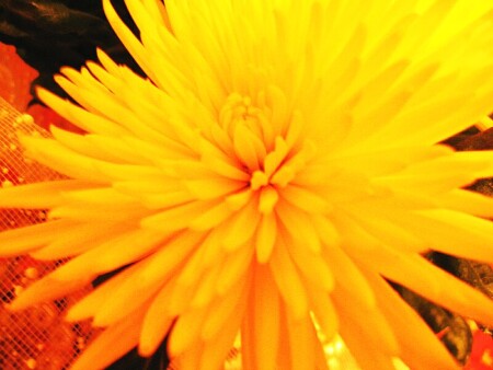 солнце для Лены