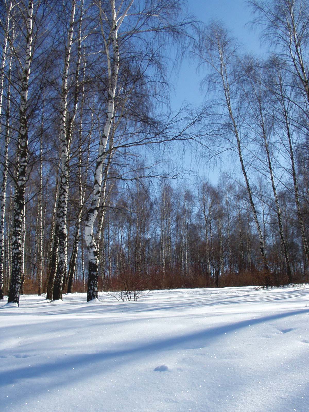 зимняя