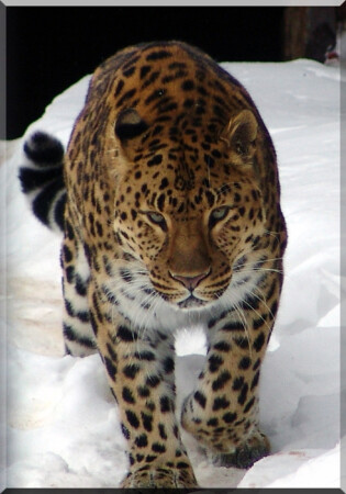 Дальневосточный раритет