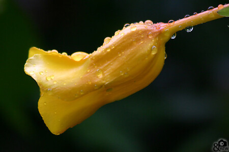 После дождя