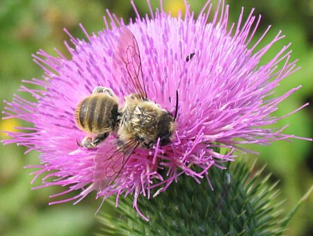 Маленький гигант