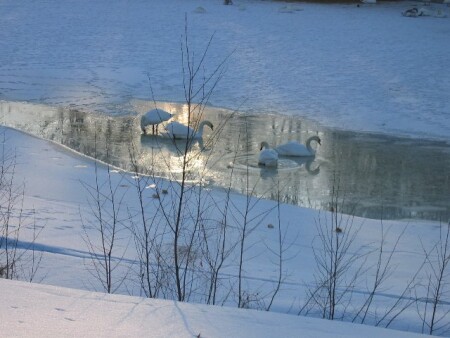 лебединое озеро