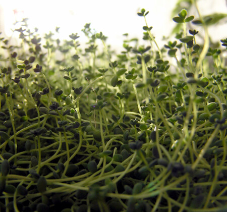 Мини-джунгли