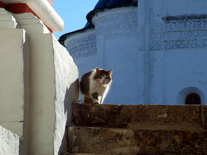 Монастырский кот