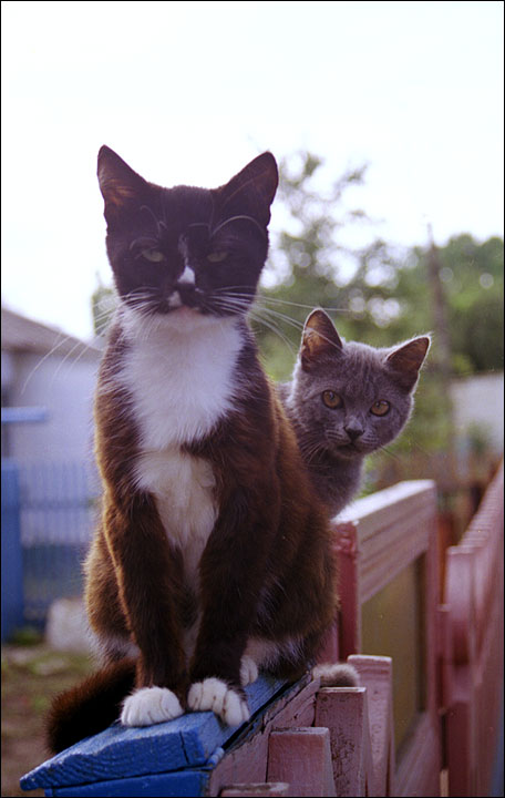 jUSt Pussies