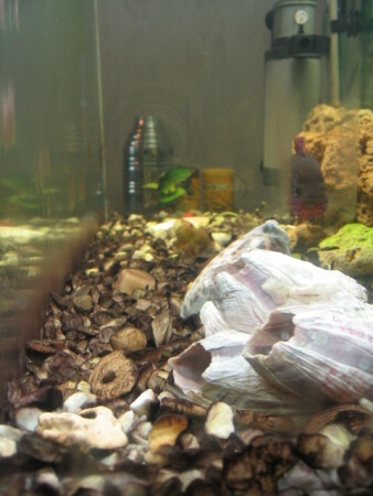 Больной аквариум