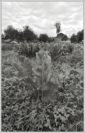 Хреновая фотография #3