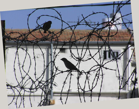 Still life (even here)...