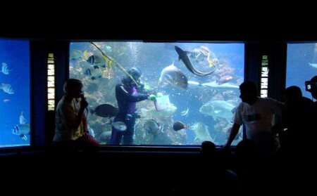 Eilat. Кормление рыб в аквариуме в подводной обсерваторие "Коралловый Мир"