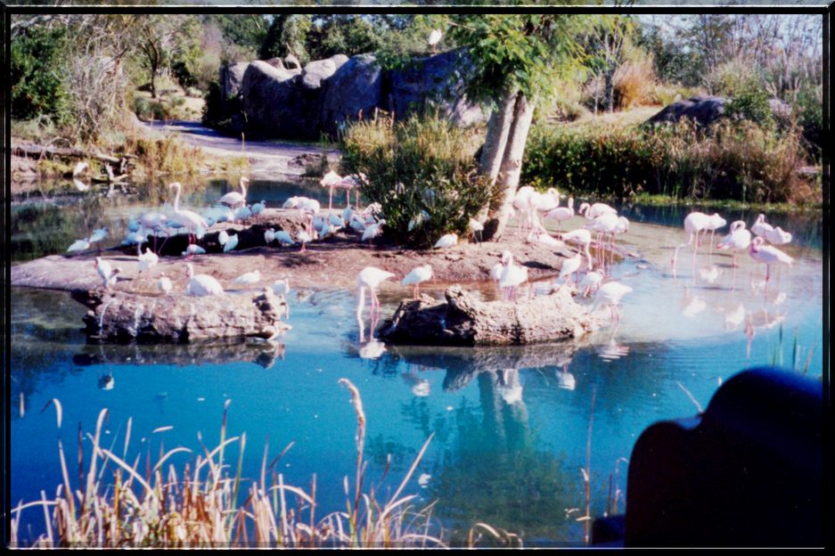 Animals World Florida