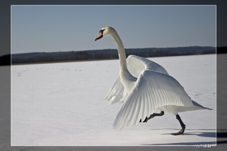 Крылья, крылья... главное ноги!