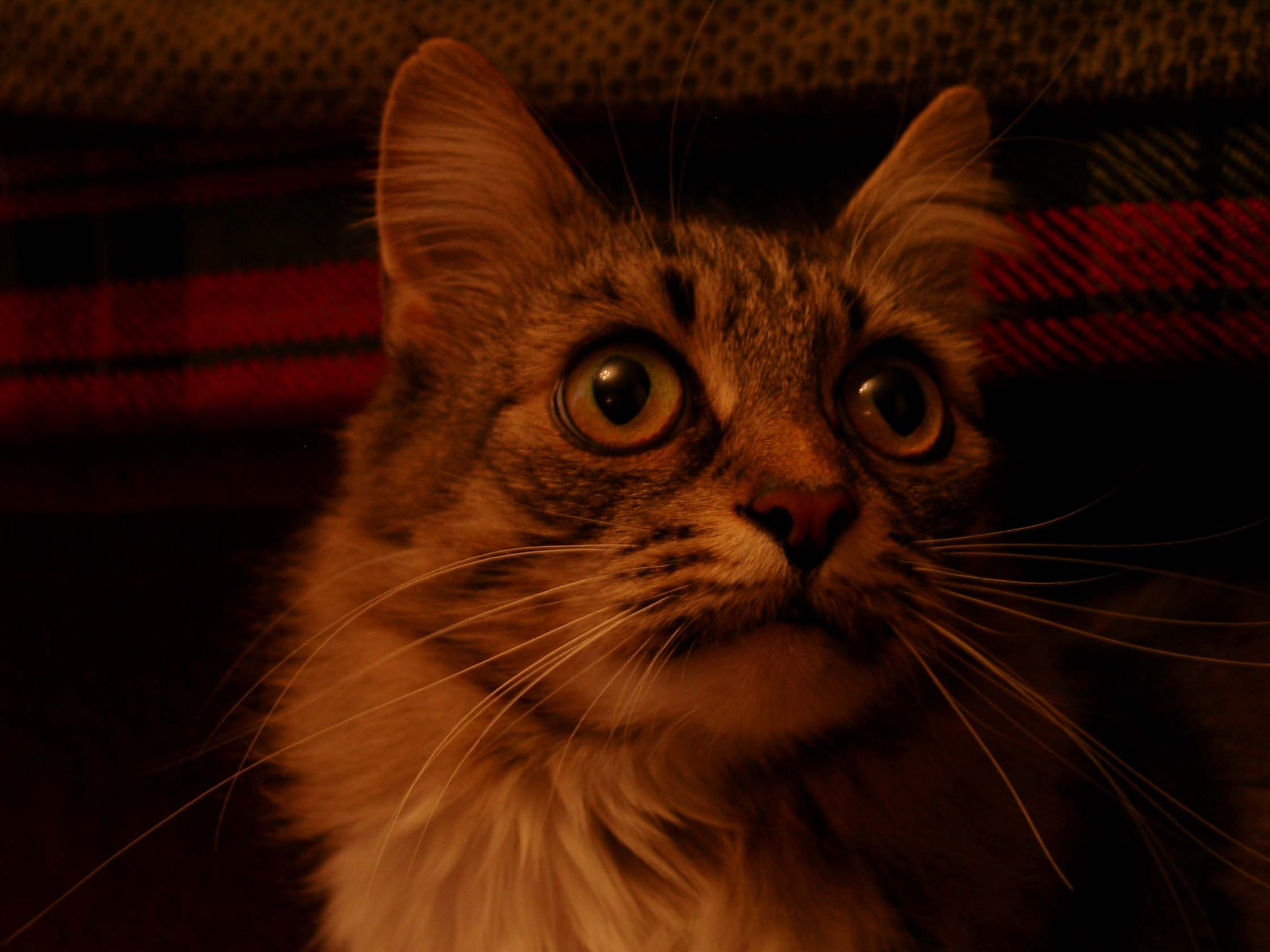 Кошак