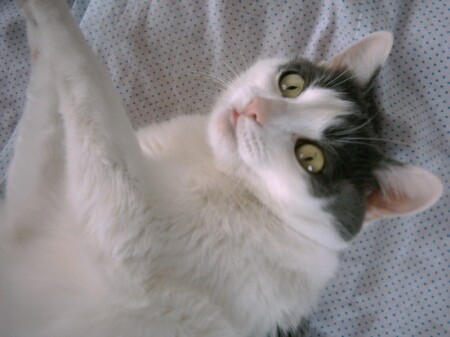 ..cat